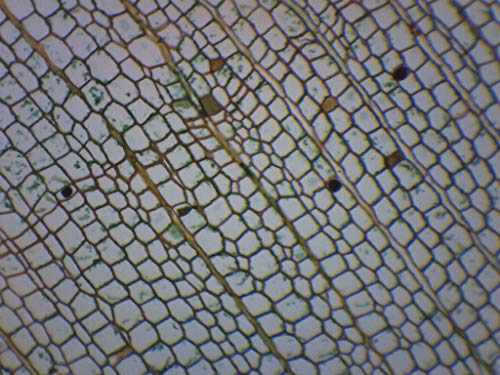 Parafa Sejt, keresztmetszet - Készített tárgylemezen - 75 x 25mm - Biológia & Mikroszkópia - Labs Eisco